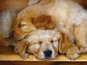 Chiens_145