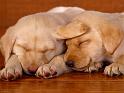 Chiens_147