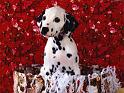 Chiens_148