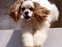 Chiens_149