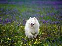 Chiens_150
