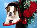 Chiens_151
