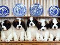 Chiens_152