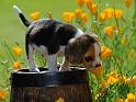 Chiens_153