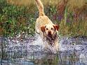 Chiens_155