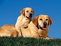 Chiens_156