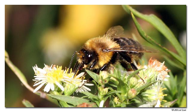Insectes_004.jpg