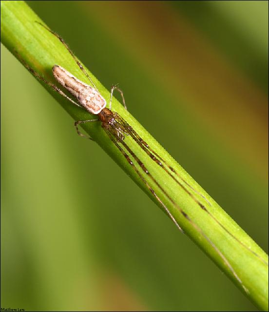 Insectes_009.jpg