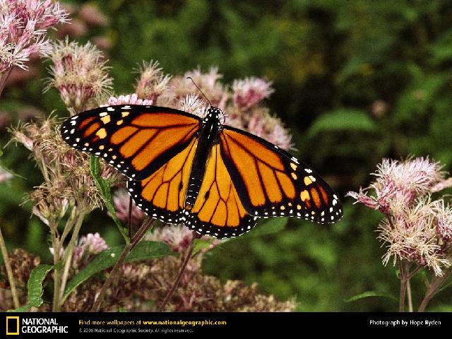 Insectes_013.jpg