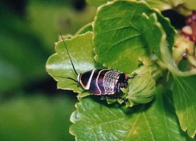Insectes_020.jpg