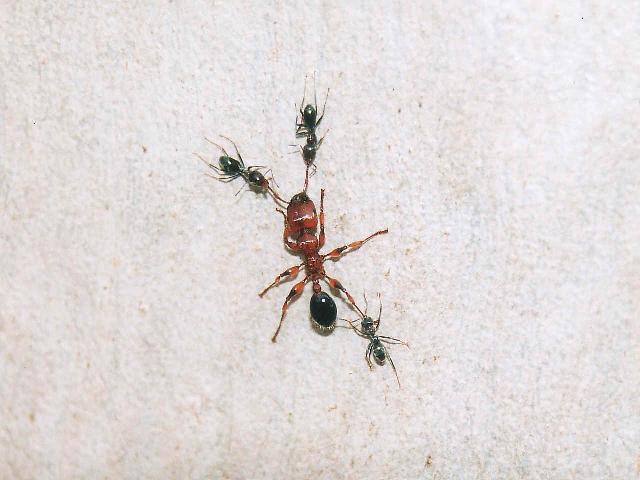 Insectes_022.jpg
