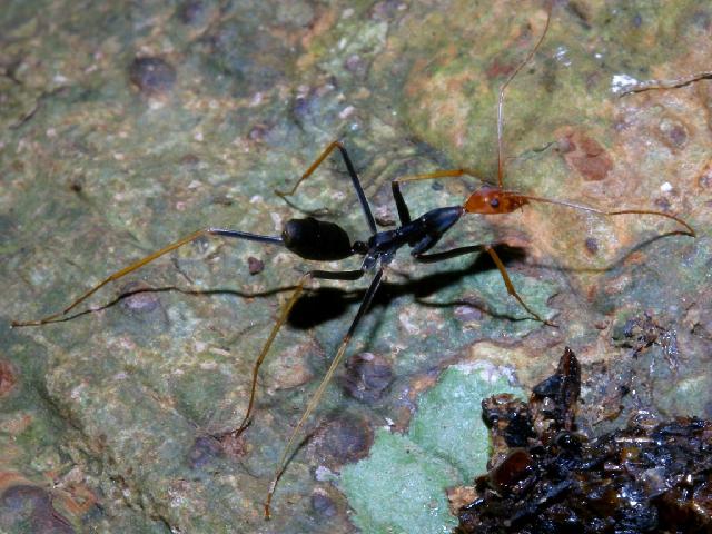 Insectes_050.jpg