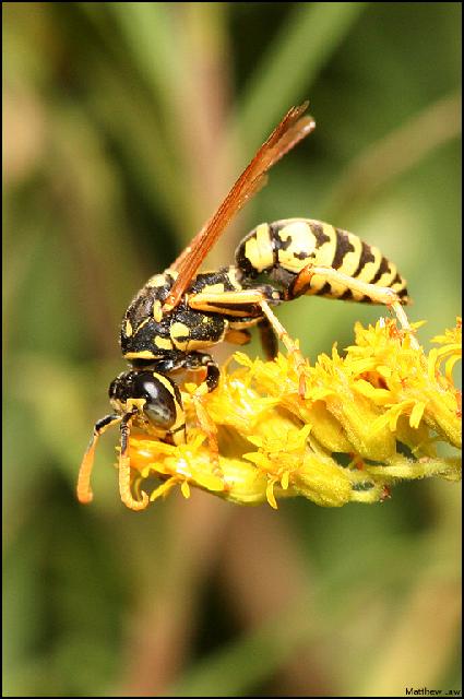 Insectes_054.jpg