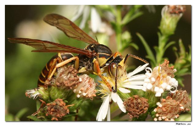Insectes_059.jpg