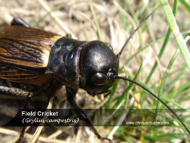 Insectes_068.jpg