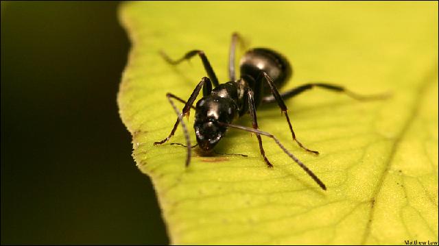 Insectes_070.jpg
