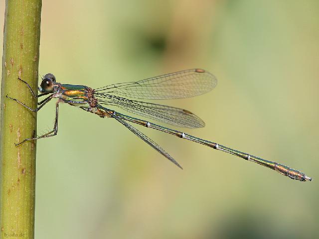 Insectes_090.jpg - NeatImage.com