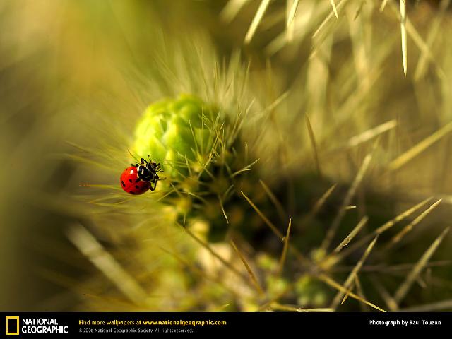 Insectes_108.jpg