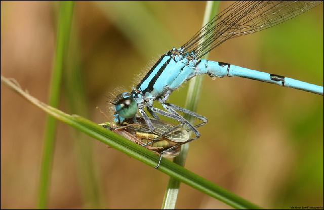 Insectes_136.jpg