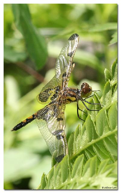 Insectes_140.jpg