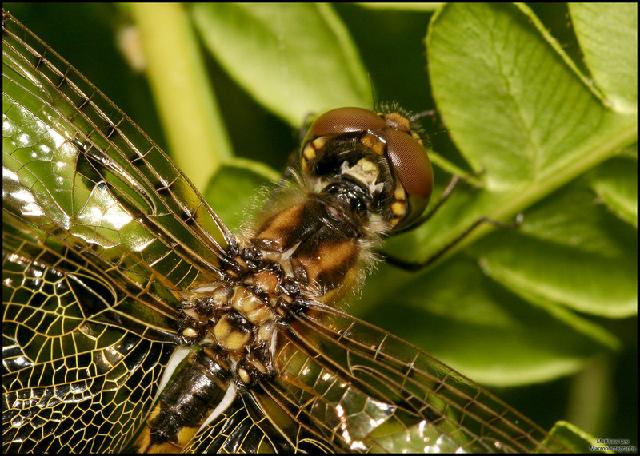 Insectes_141.jpg