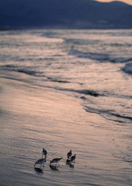 Oiseaux_04.jpg