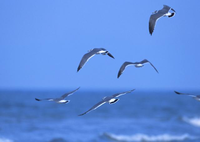 Oiseaux_06.jpg