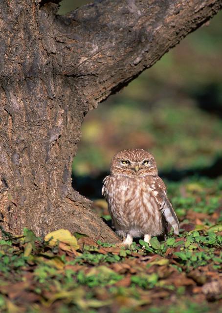 Oiseaux_10.jpg
