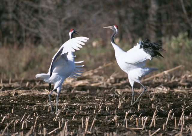 Oiseaux_22.jpg