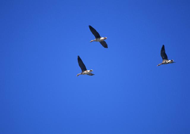 Oiseaux_25.jpg