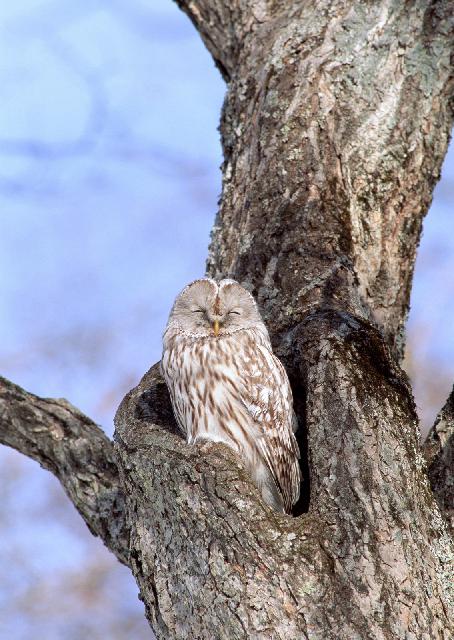 Oiseaux_30.jpg