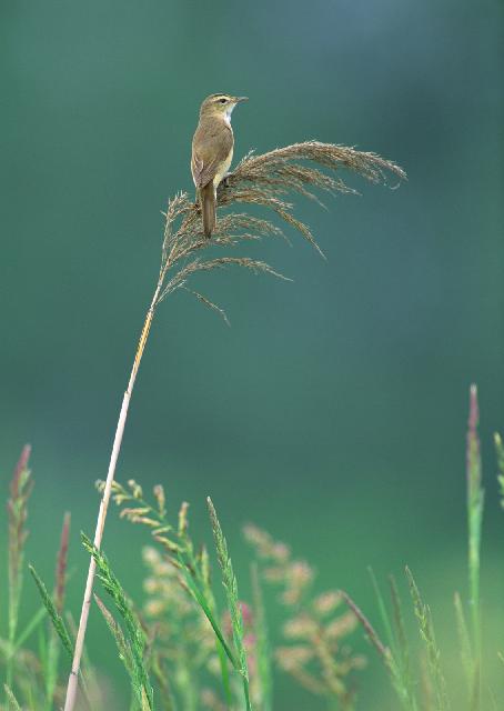 Oiseaux_45.jpg