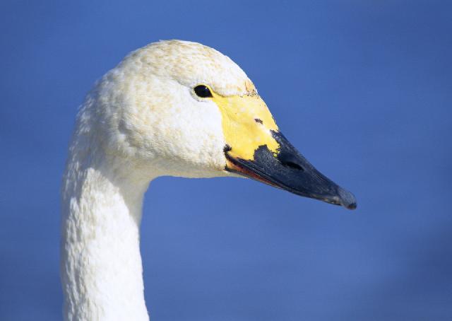 Oiseaux_74.jpg
