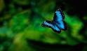 Papillons_01