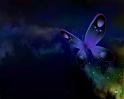 Papillons_02