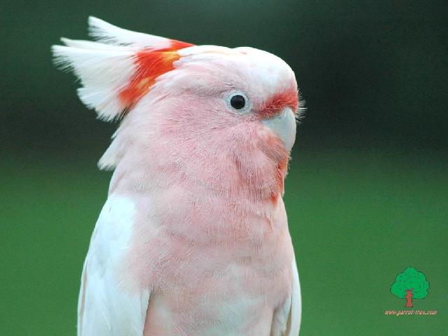 Perroquets_20.jpg