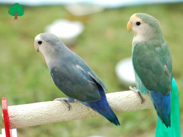 Perroquets_47.jpg