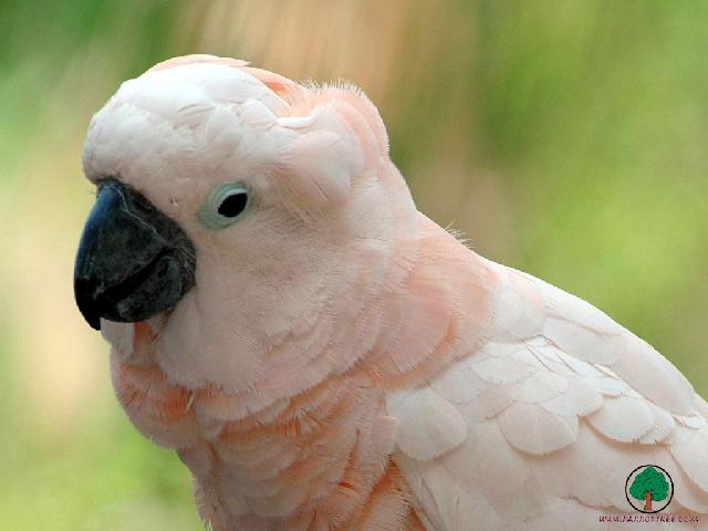 Perroquets_52.jpg