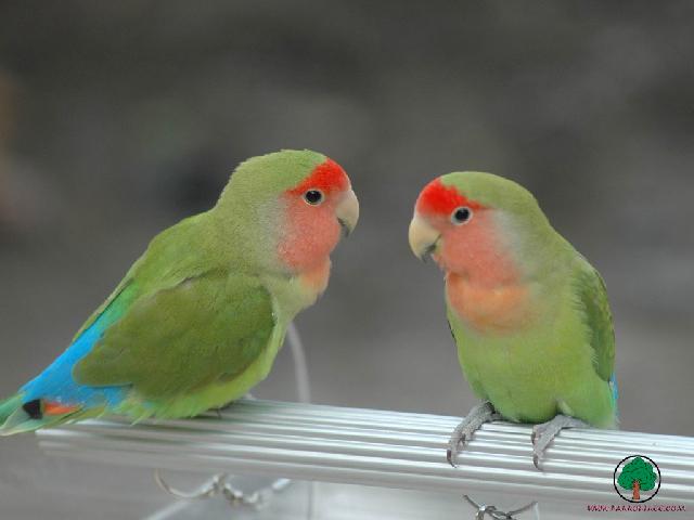Perroquets_53.jpg