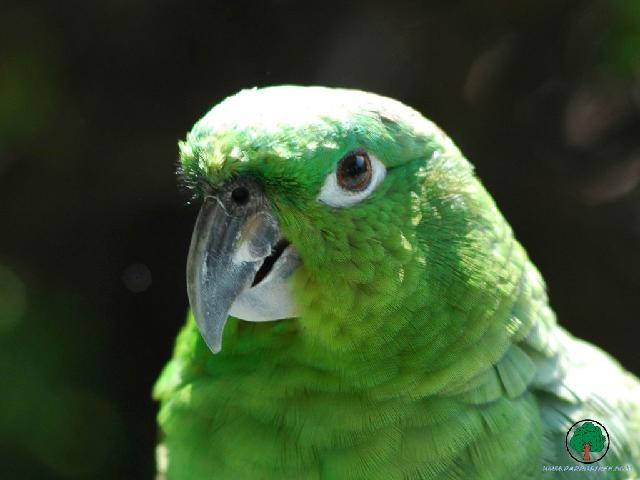 Perroquets_62.jpg