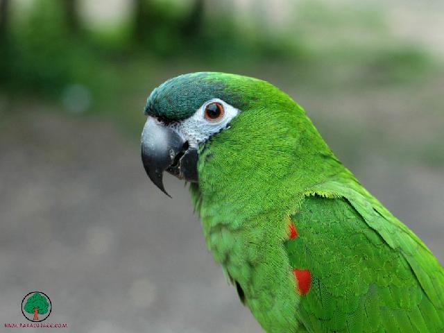 Perroquets_79.jpg