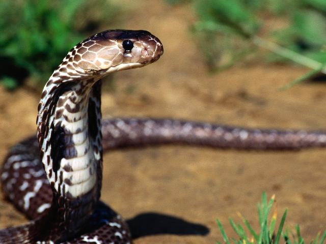 Reptiles_01.jpg