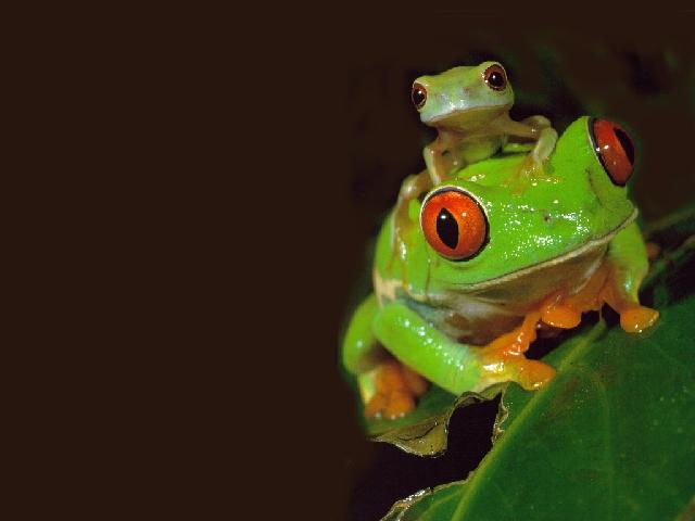 Reptiles_05.jpg