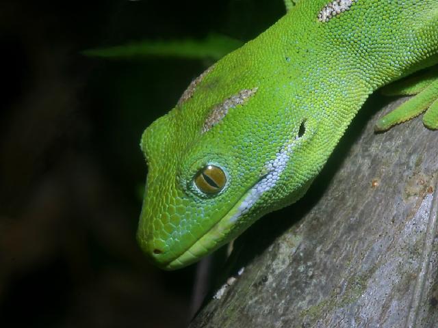 Reptiles_08.jpg