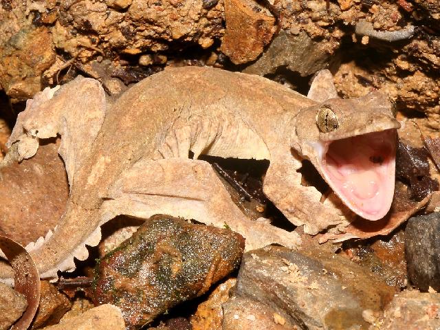 Reptiles_19.jpg