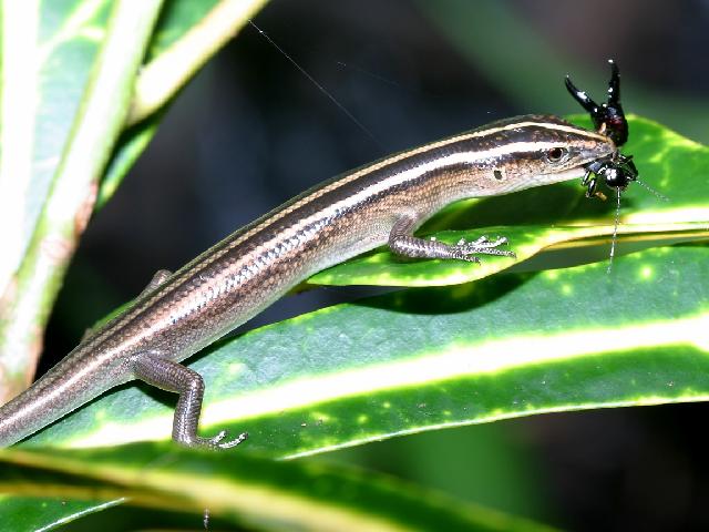 Reptiles_20.jpg