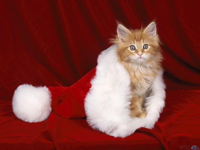 Noel_136.jpg