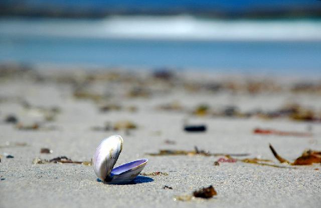 Coquillages_04.jpg