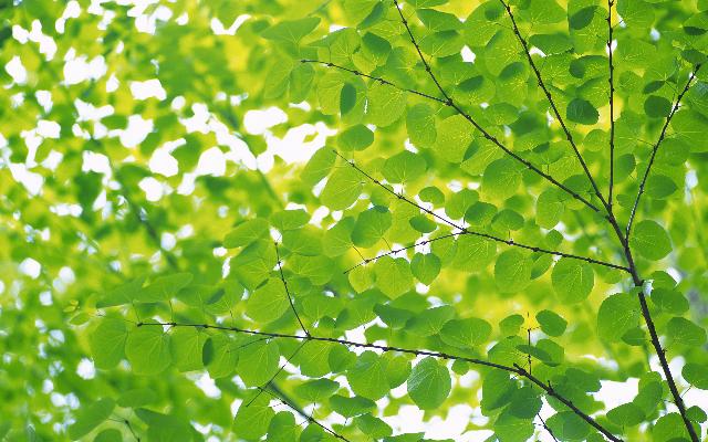 Feuilles_01.jpg
