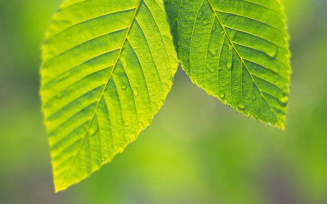 Feuilles_19.jpg